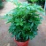 鸭脚木盆栽植物室内好养客厅花卉绿植发财树招财八方来财