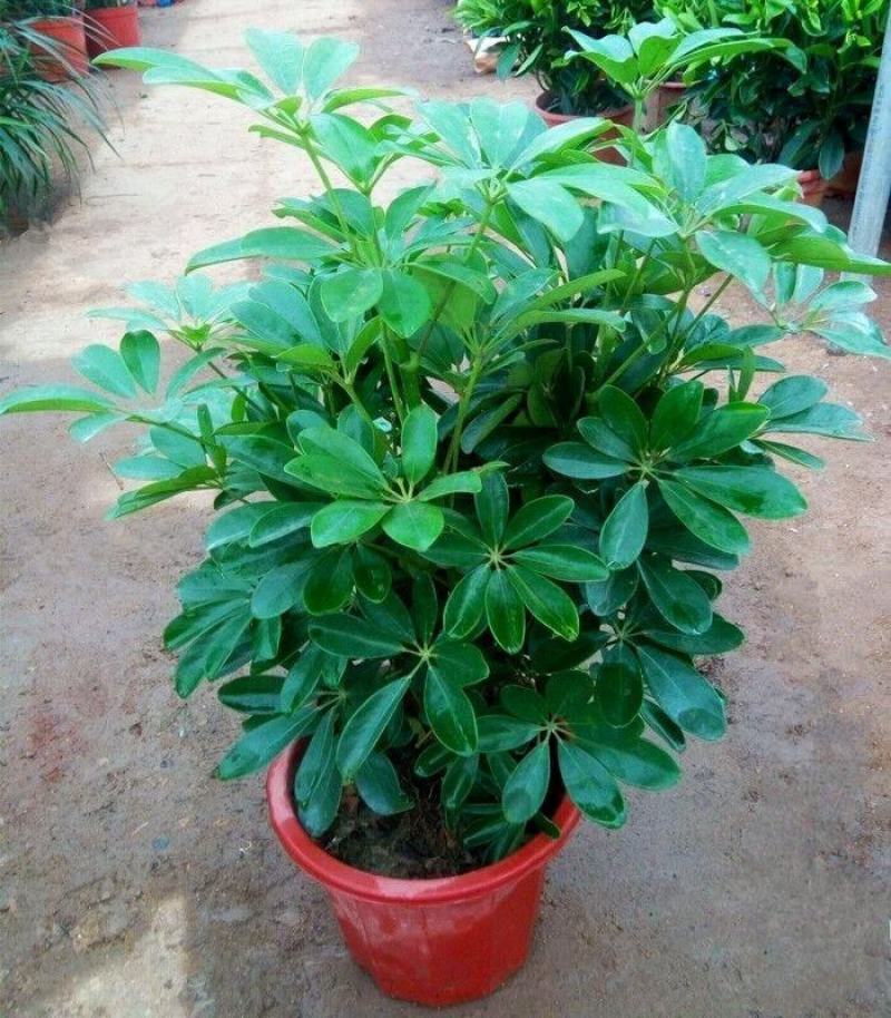 鸭脚木盆栽植物室内好养客厅花卉绿植发财树招财八方来财