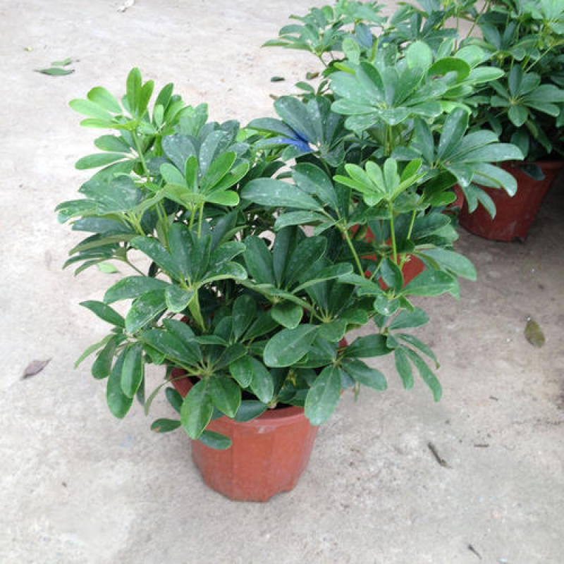 鸭脚木盆栽植物室内好养客厅花卉绿植发财树招财八方来财