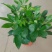 鸭脚木盆栽植物室内好养客厅花卉绿植发财树招财八方来财