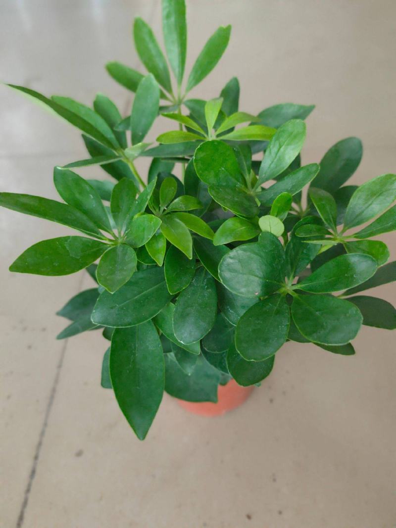 鸭脚木盆栽植物室内好养客厅花卉绿植发财树招财八方来财