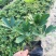 鸭脚木盆栽植物室内好养客厅花卉绿植发财树招财八方来财