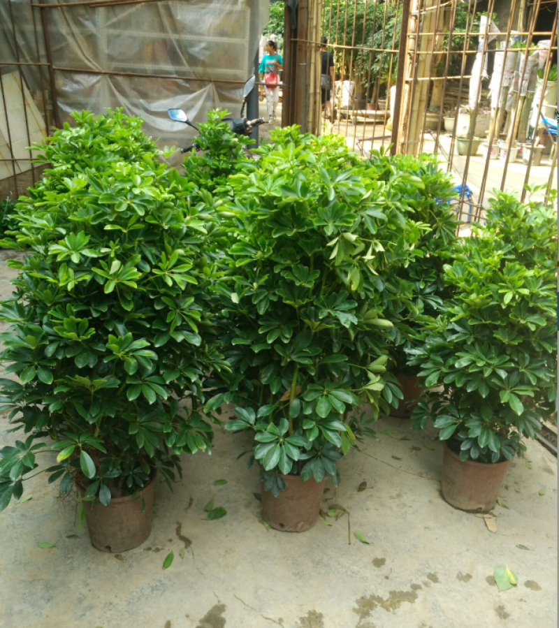 鸭脚木盆栽植物室内好养客厅花卉绿植发财树招财八方来财