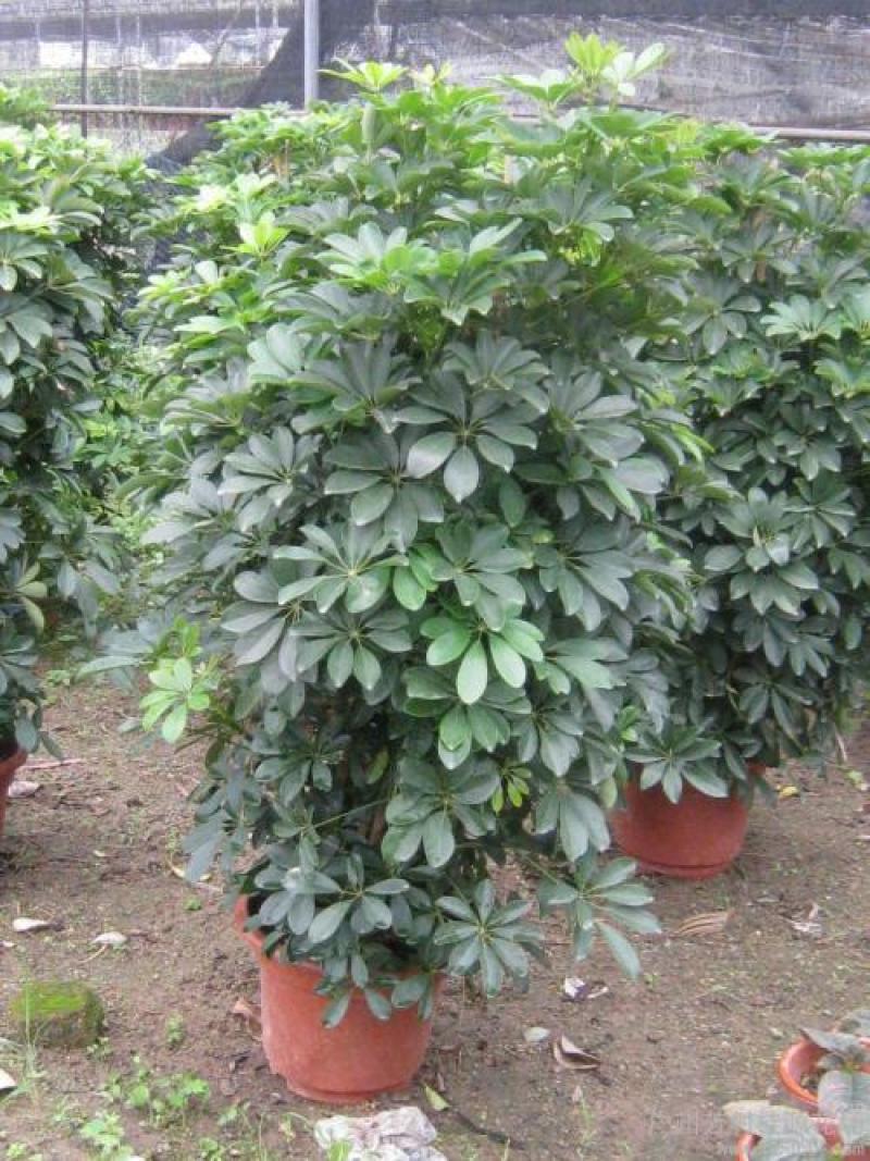 鸭脚木盆栽植物室内好养客厅花卉绿植发财树招财八方来财