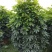 鸭脚木盆栽植物室内好养客厅花卉绿植发财树招财八方来财