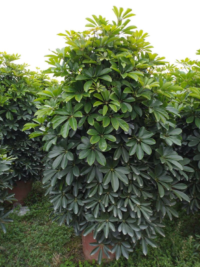 鸭脚木盆栽植物室内好养客厅花卉绿植发财树招财八方来财