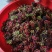 竹节参种子，米籽