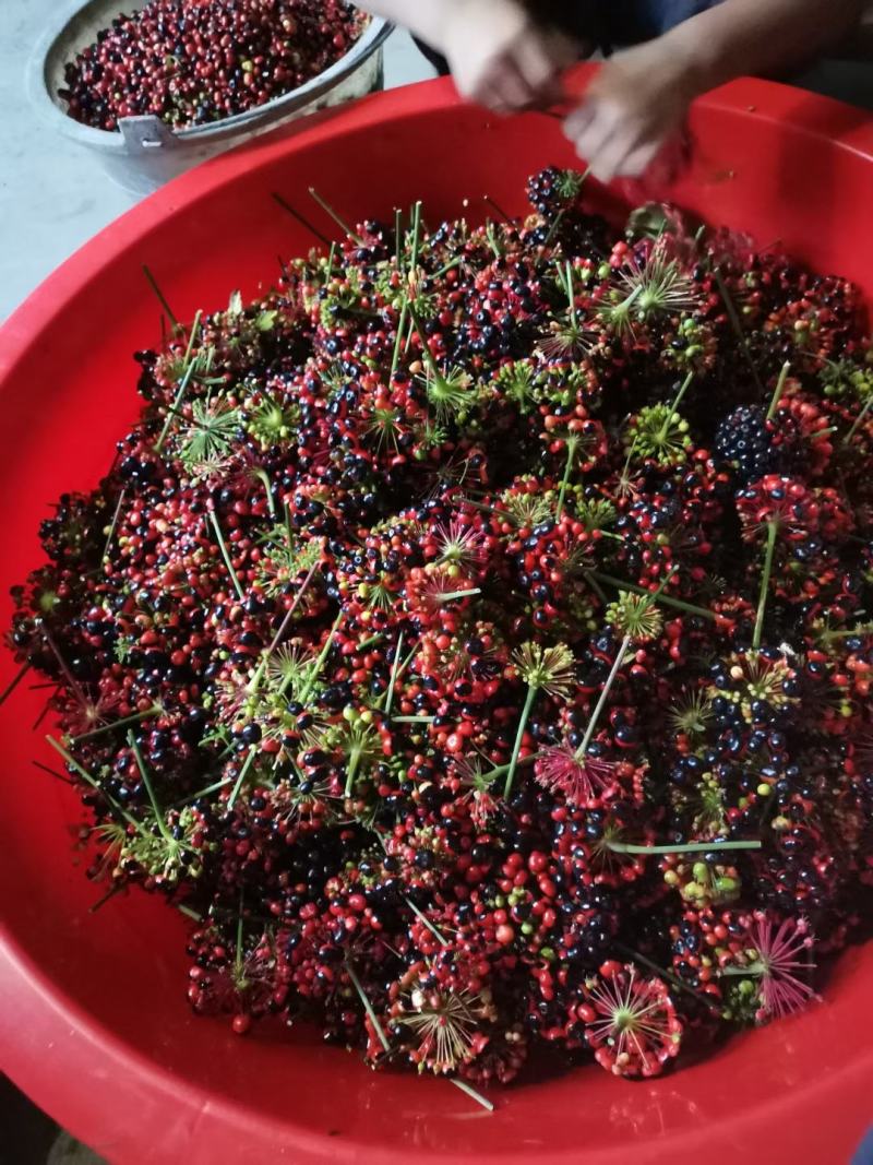 竹节参种子，米籽