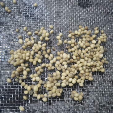 竹节参种子，米籽