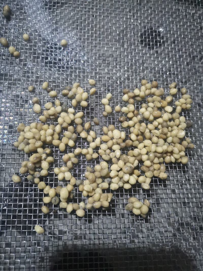 竹节参种子，米籽