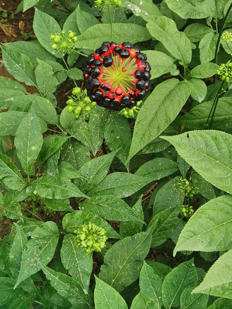 竹节参种子，米籽