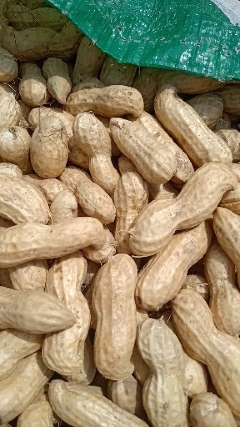 鲜花生，开封白沙大果鲜花生大量上市中，供应各大档口电商超