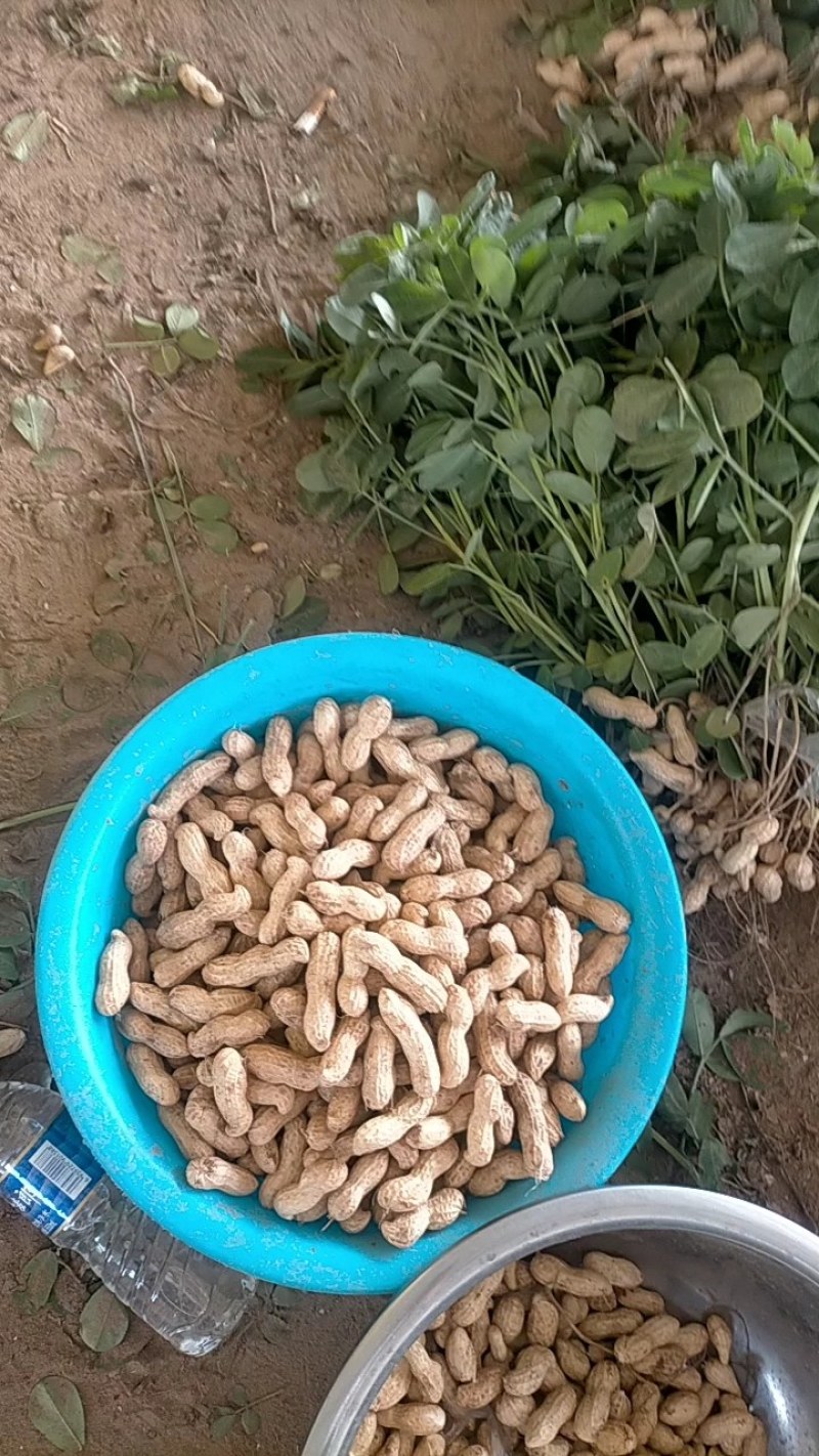 鲜花生，开封白沙大果鲜花生大量上市中，供应各大档口电商超