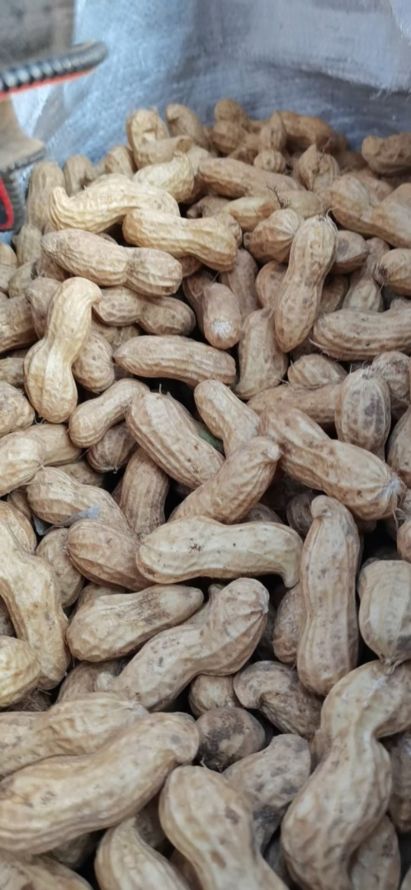 鲜花生，开封白沙大果鲜花生大量上市中，供应各大档口电商超