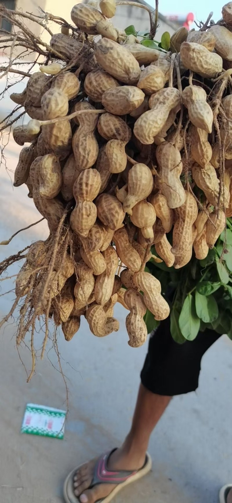 鲜花生，开封白沙大果鲜花生大量上市中，供应各大档口电商超