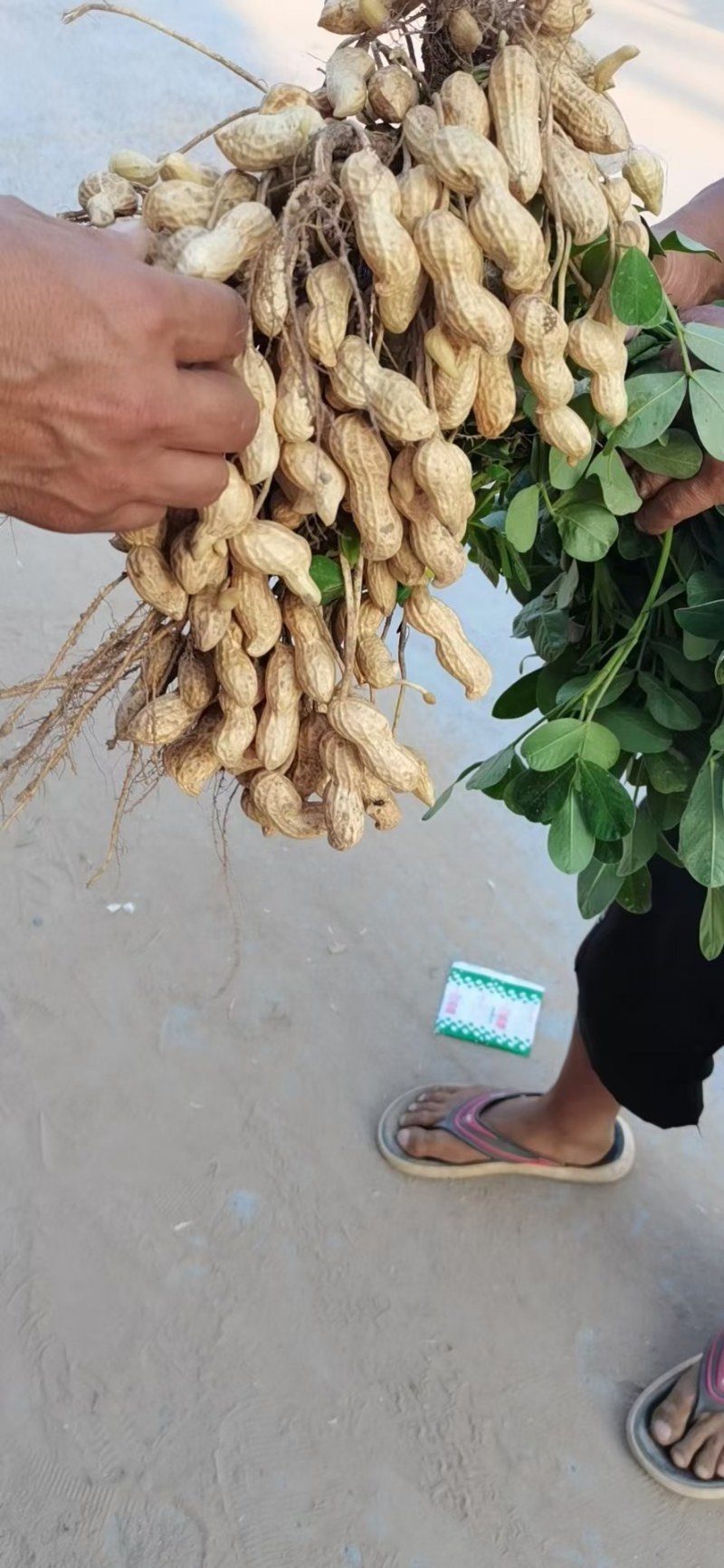 鲜花生，开封白沙大果鲜花生大量上市中，供应各大档口电商超