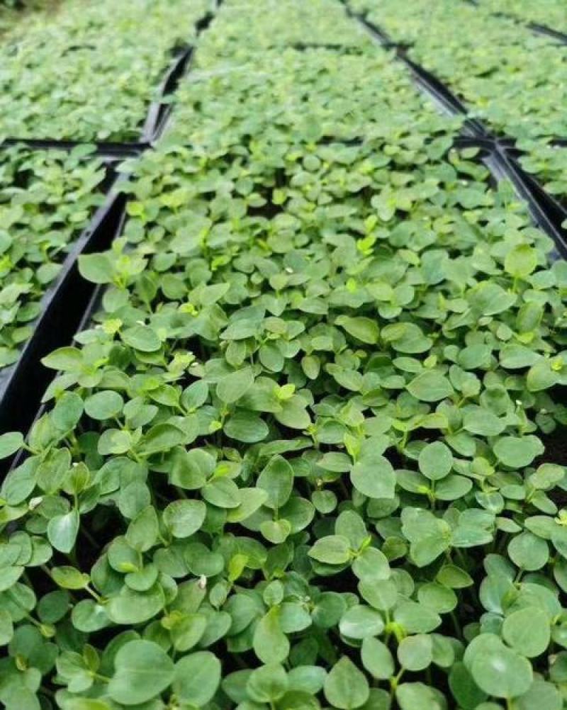 散装野生鸭脚木种子鹅掌柴吉祥树鸭母树冬季蜜蜂蜜源植物