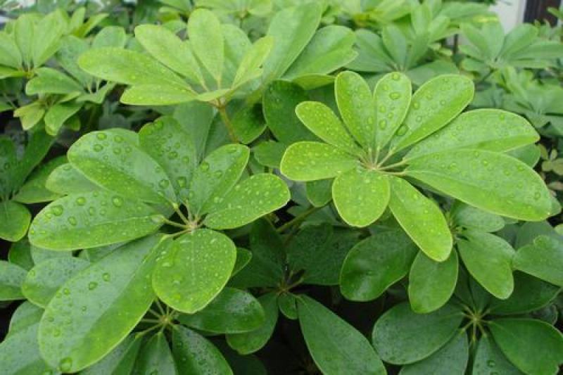散装野生鸭脚木种子鹅掌柴吉祥树鸭母树冬季蜜蜂蜜源植物