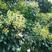 散装野生鸭脚木种子鹅掌柴吉祥树鸭母树冬季蜜蜂蜜源植物