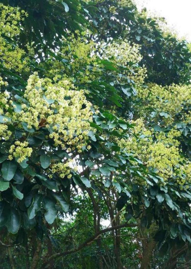 散装野生鸭脚木种子鹅掌柴吉祥树鸭母树冬季蜜蜂蜜源植物