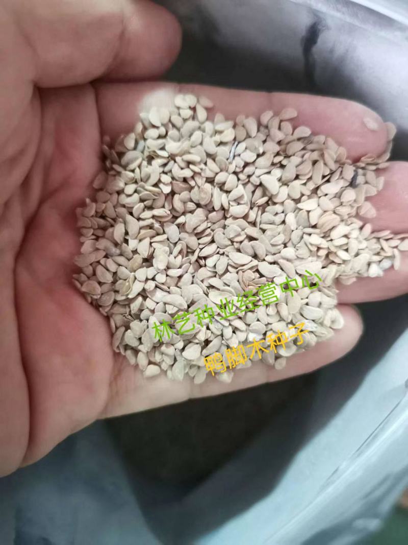 散装野生鸭脚木种子鹅掌柴吉祥树鸭母树冬季蜜蜂蜜源植物