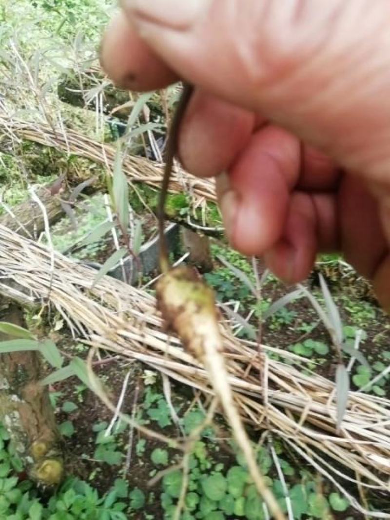 竹节参苗