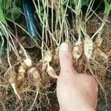 竹节参苗