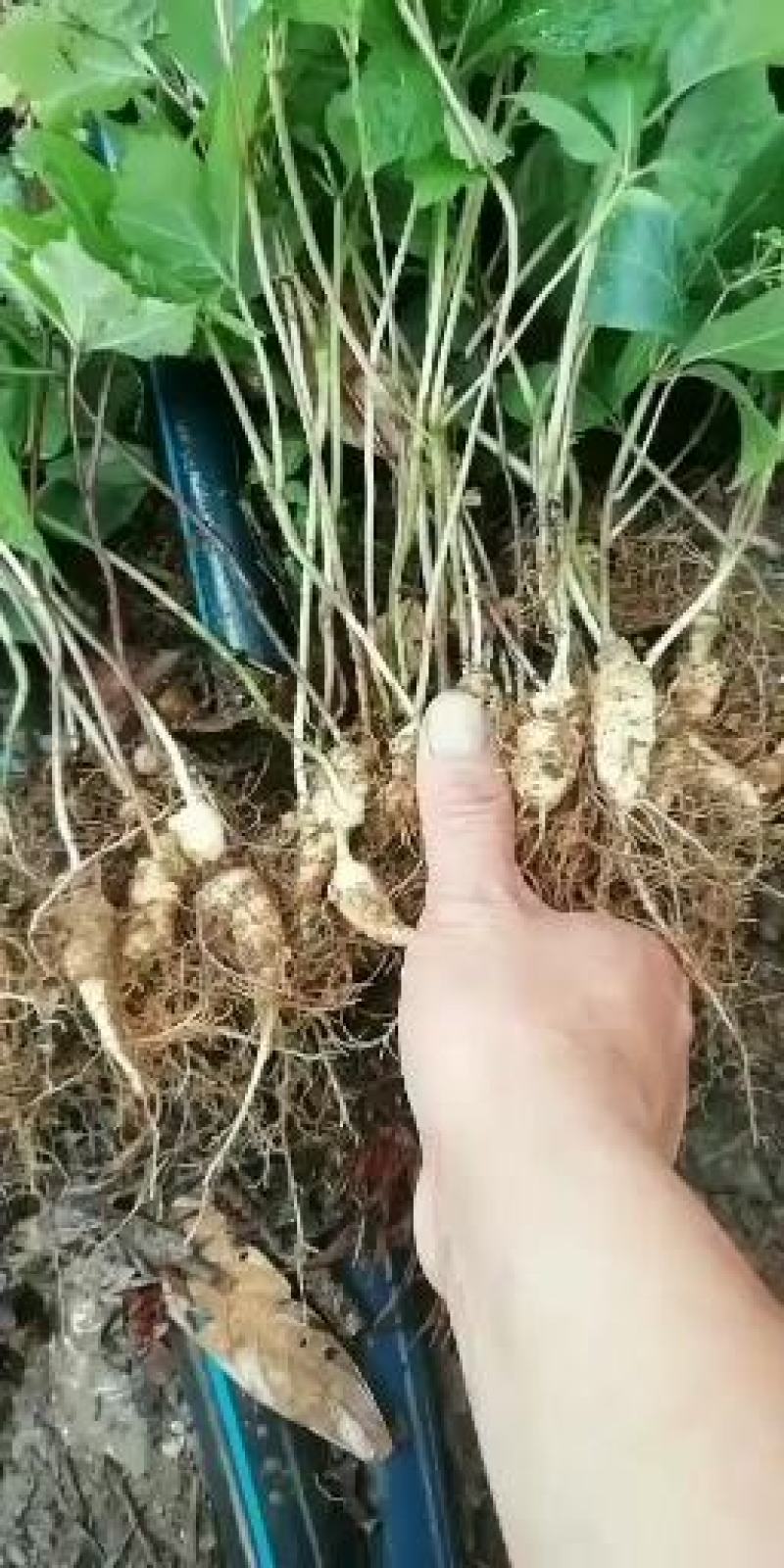 竹节参苗