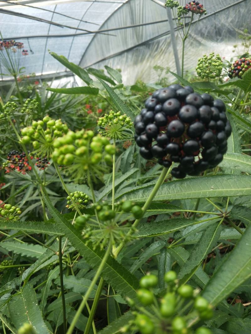 竹节参苗