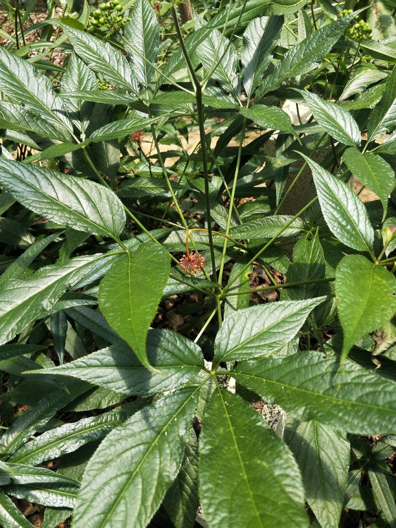 竹节参苗