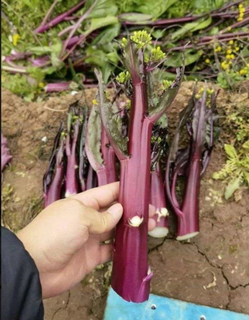 SQ616F1十月红中晚熟紫菜苔种子粗菜苔基地秋季栽培