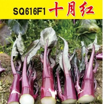 SQ616F1十月红中晚熟紫菜苔种子粗菜苔基地秋季栽培