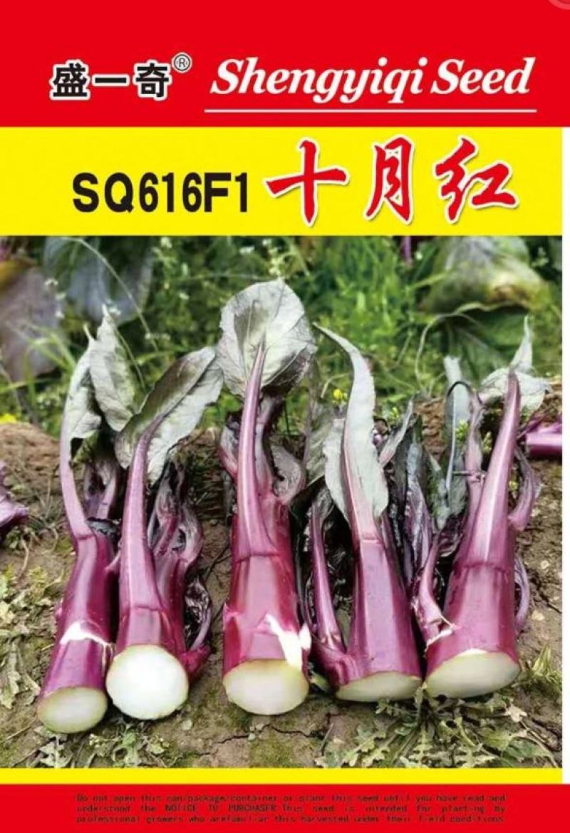 SQ616F1十月红中晚熟紫菜苔种子粗菜苔基地秋季栽培