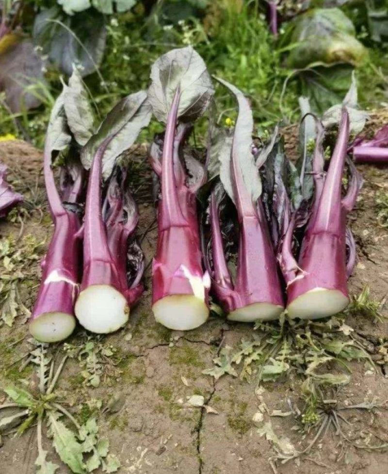 SQ616F1十月红中晚熟紫菜苔种子粗菜苔基地秋季栽培