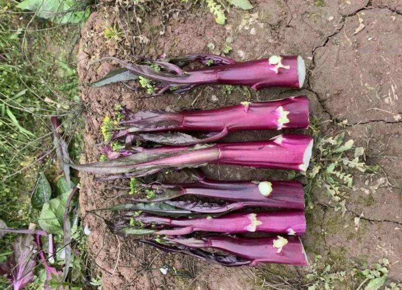 SQ616F1十月红中晚熟紫菜苔种子粗菜苔基地秋季栽培