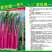 紫玫瑰一号A紫菜苔种子早熟定植后35天采收秋季栽培