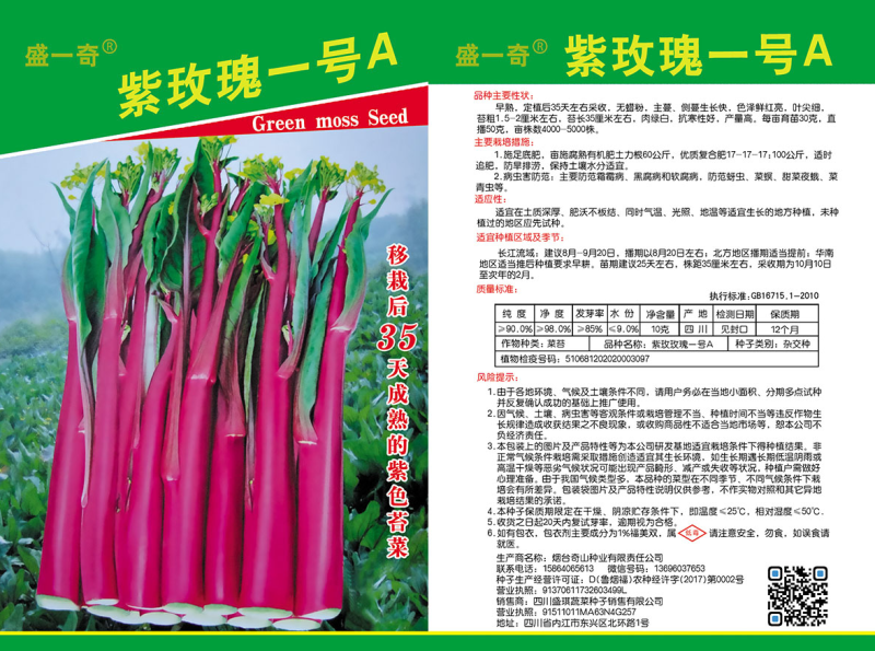紫玫瑰一号A紫菜苔种子早熟定植后35天采收秋季栽培