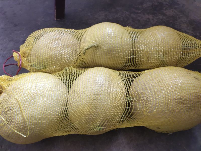 花海甜瓜上市了玉门花海银帝甜瓜玉门货源产地直销