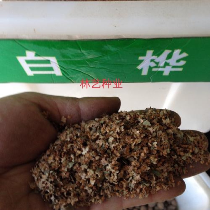新采白桦种子白桦树种子桦树种子桦木种子桦皮树园林绿化种