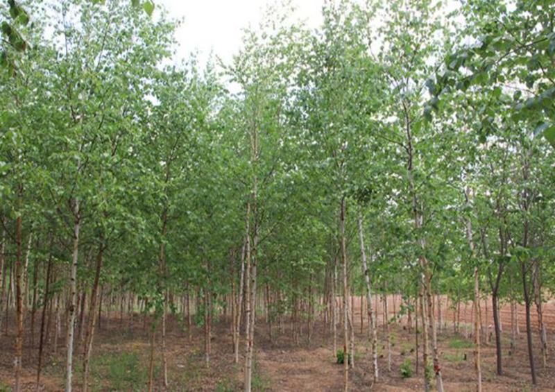 新采白桦种子白桦树种子桦树种子桦木种子桦皮树园林绿化种