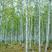 新采白桦种子白桦树种子桦树种子桦木种子桦皮树园林绿化种