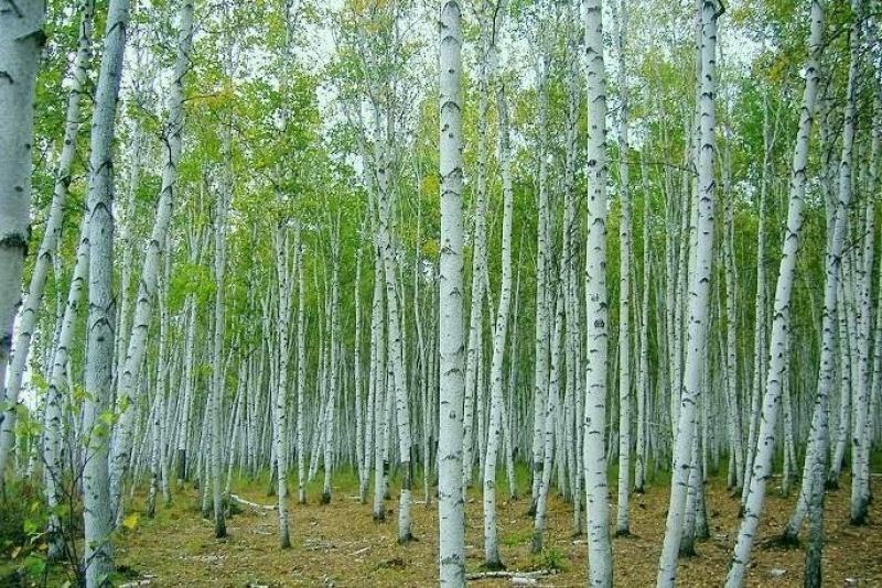 新采白桦种子白桦树种子桦树种子桦木种子桦皮树园林绿化种