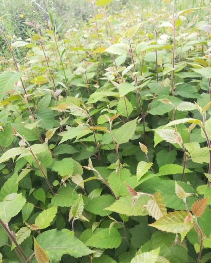 新采白桦种子白桦树种子桦树种子桦木种子桦皮树园林绿化种