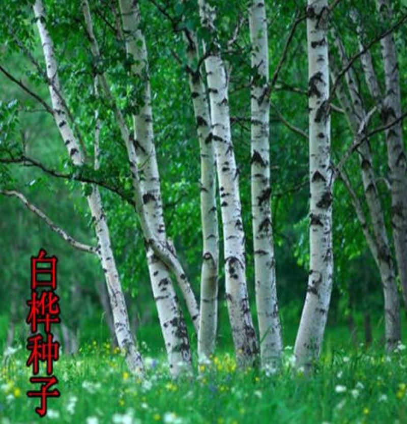 新采白桦种子白桦树种子桦树种子桦木种子桦皮树园林绿化种
