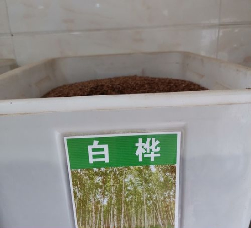 新采白桦种子白桦树种子桦树种子桦木种子桦皮树园林绿化种