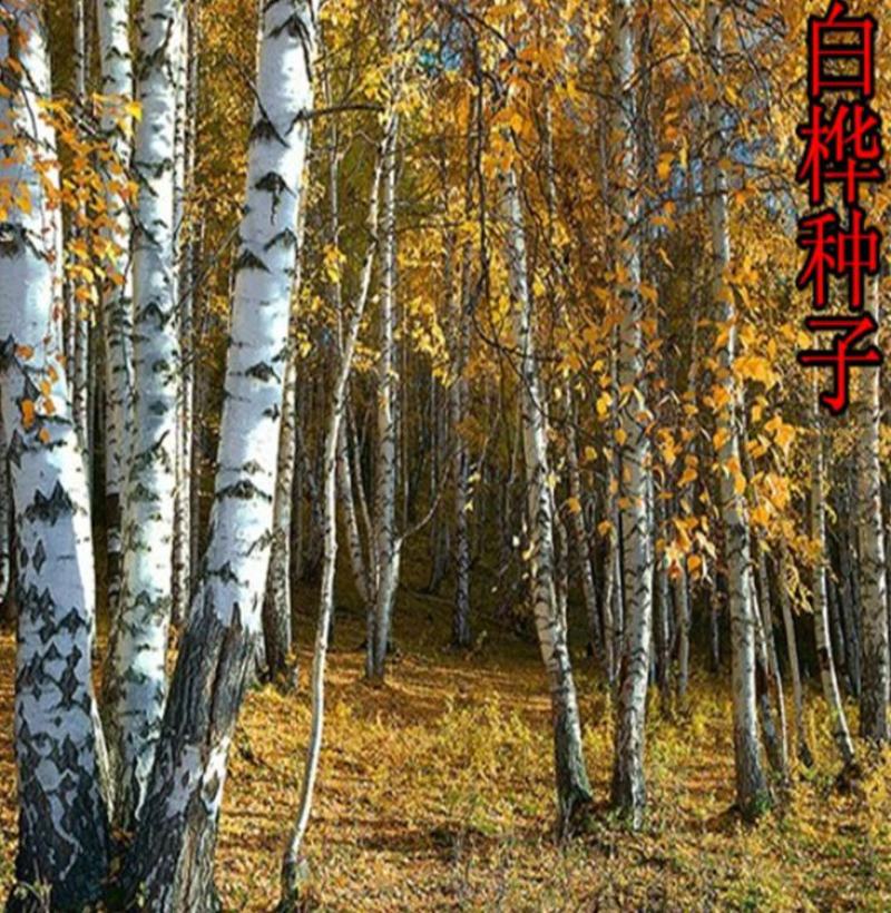 新采白桦种子白桦树种子桦树种子桦木种子桦皮树园林绿化种
