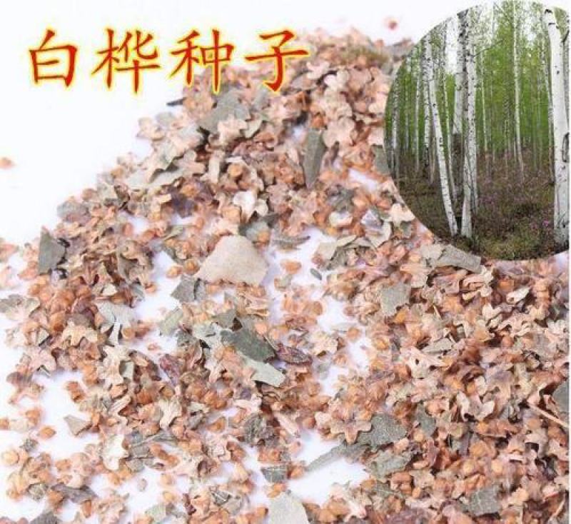 新采白桦种子白桦树种子桦树种子桦木种子桦皮树园林绿化种