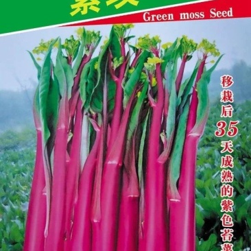 紫玫瑰一号小叶亮红紫菜苔种子早熟耐寒肉淡绿红菜苔种子