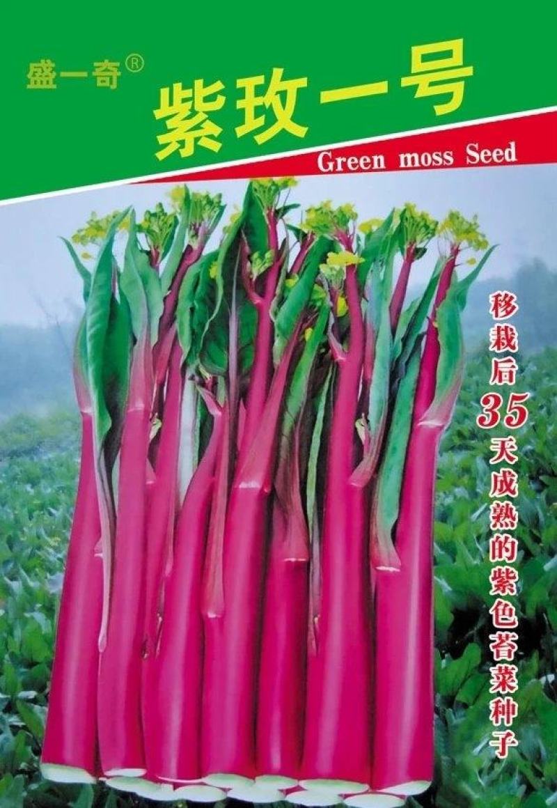 紫玫瑰一号小叶亮红紫菜苔种子早熟耐寒肉淡绿红菜苔种子