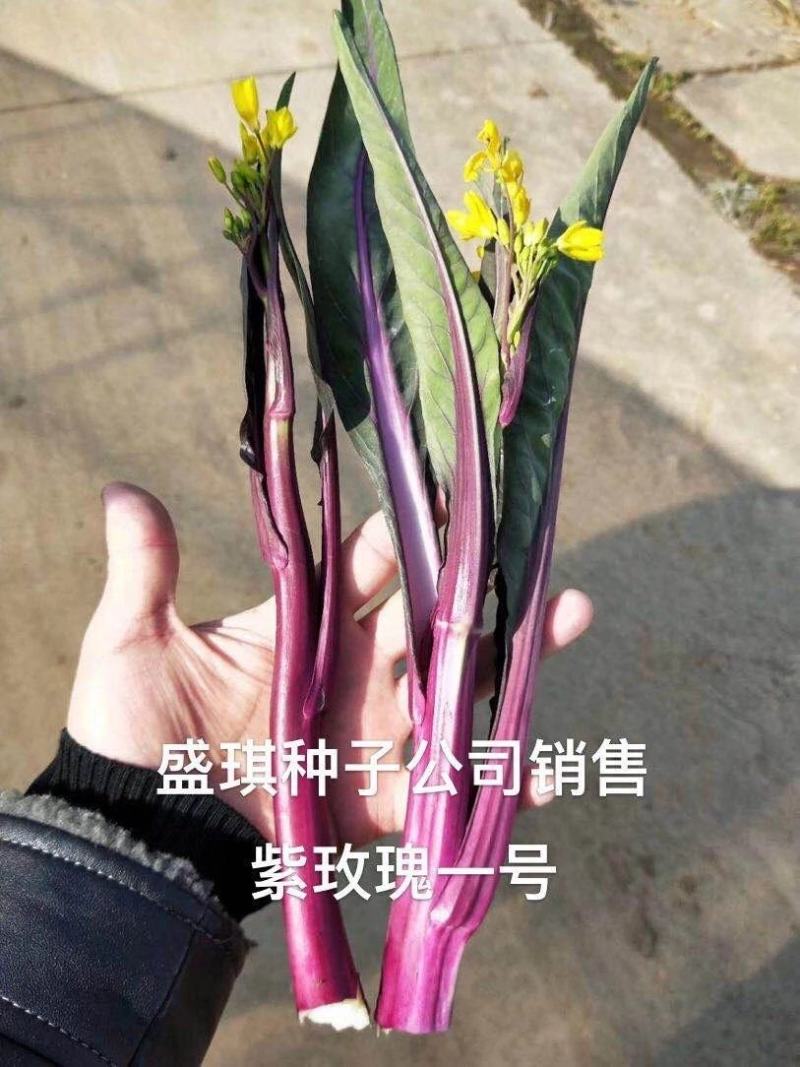 紫玫瑰一号小叶亮红紫菜苔种子早熟耐寒肉淡绿红菜苔种子